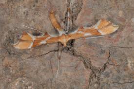 Attēlu rezultāti vaicājumam “Cnaemidophorus rhododactyla”