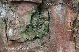 Attēlu rezultāti vaicājumam “Coenogonium pineti”