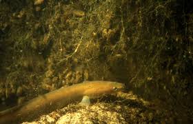 Image result for Anguilla anguilla