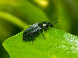 Attēlu rezultāti vaicājumam “Dasytes sp.”