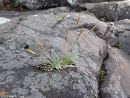 Attēlu rezultāti vaicājumam “Epirhoe tristata”