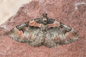 Attēlu rezultāti vaicājumam “Catarhoe rubidata”