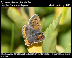 Attēlu rezultāti vaicājumam “Lycaena phlaeas”