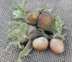 Attēlu rezultāti vaicājumam “Corylus avellana fruit”