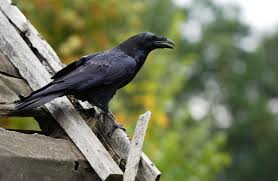 Attēlu rezultāti vaicājumam “Corvus corax”