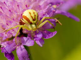 Image result for crab spider