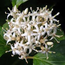 Attēlu rezultāti vaicājumam “Cornus sanguinea”