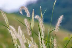 Attēlu rezultāti vaicājumam “Gramineae”