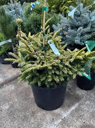 Attēlu rezultāti vaicājumam “Picea orientalis”