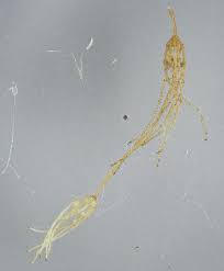 Attēlu rezultāti vaicājumam “Chara globularis”