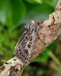 Attēlu rezultāti vaicājumam “Tholera decimalis male”