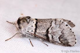 Attēlu rezultāti vaicājumam “Furcula bifida”