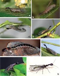 Attēlu rezultāti vaicājumam “Raphidioptera”