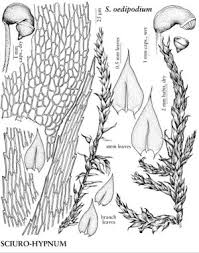 Attēlu rezultāti vaicājumam “Sciuro-hypnum curtum”