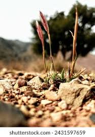 Attēlu rezultāti vaicājumam “Brachypodium sylvaticum fruit”