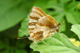 Attēlu rezultāti vaicājumam “Theclinae”