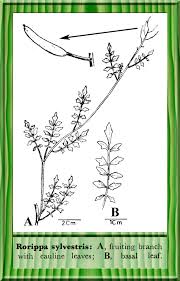 Attēlu rezultāti vaicājumam “Rorippa sylvestris leaf”