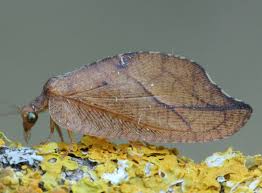 Attēlu rezultāti vaicājumam “Hemerobius perelegans”