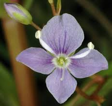 Attēlu rezultāti vaicājumam “Veronica scutellata flower”