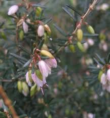 Attēlu rezultāti vaicājumam “Erica x darleyensis flower”