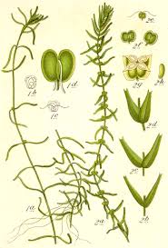 Attēlu rezultāti vaicājumam “Callitriche hermaphroditica leaf”