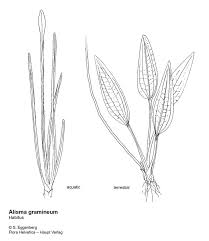 Attēlu rezultāti vaicājumam “Alisma gramineum flower”