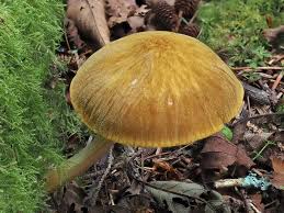 Attēlu rezultāti vaicājumam “Pluteus leoninus”