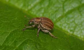 Attēlu rezultāti vaicājumam “Philopedon plagiatum”