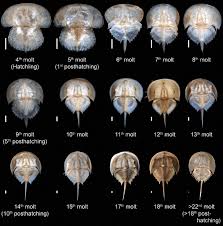 Image result for Limulus polyphemus