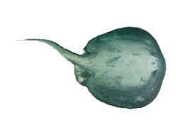 Image result for Styracura pacifica