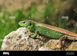 Attēlu rezultāti vaicājumam “Lacerta agilis”