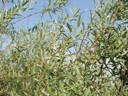 Attēlu rezultāti vaicājumam “Salix repens subsp. rosmarinifolia”