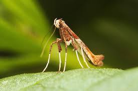 Attēlu rezultāti vaicājumam “Caloptilia hemidactylella”