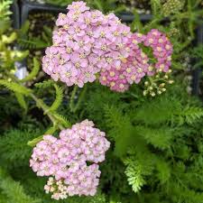 Attēlu rezultāti vaicājumam “Achillea millefolium flower”