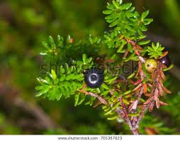 Attēlu rezultāti vaicājumam “Empetrum nigrum fruit”
