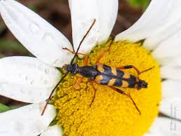 Attēlu rezultāti vaicājumam “Strangalia attenuata”