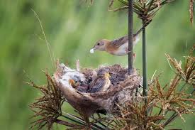 Attēlu rezultāti vaicājumam “Turdus merula nest”