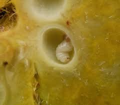 Attēlu rezultāti vaicājumam “Diplolepis rosae”