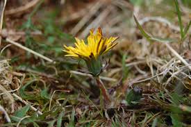 Attēlu rezultāti vaicājumam “Taraxacum suecicum”