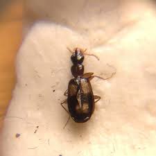 Attēlu rezultāti vaicājumam “Calodromius spilotus”