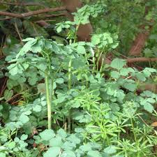 Attēlu rezultāti vaicājumam “Thalictrum flavum leaf”