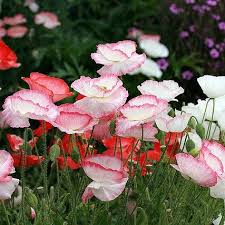 Image result for Papaver rhoeas 'Shirley'