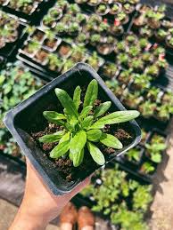 Image result for Reseda luteola