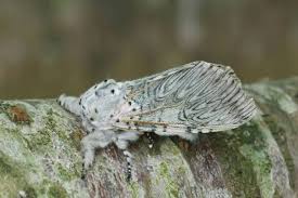 Attēlu rezultāti vaicājumam “Cerura vinula imago”