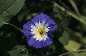 Image result for Prunkwinde