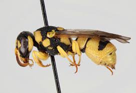 Attēlu rezultāti vaicājumam “Vespidae”