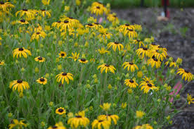 Image result for Rudbeckia Paradisio