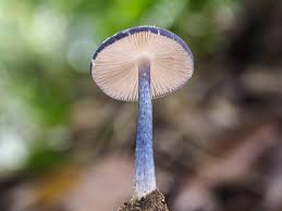 Attēlu rezultāti vaicājumam “Oligonema sp.”