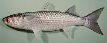Image result for Mugil