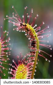 Attēlu rezultāti vaicājumam “Drosera anglica leaf”
